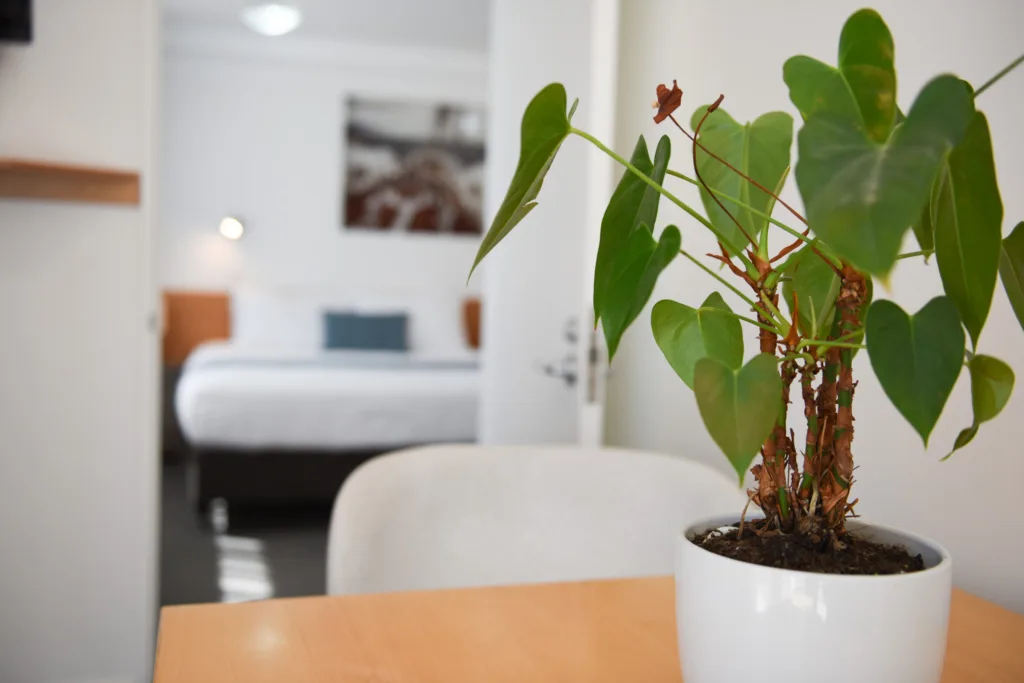 Pot plant on the dining table with the bedroom beyond
